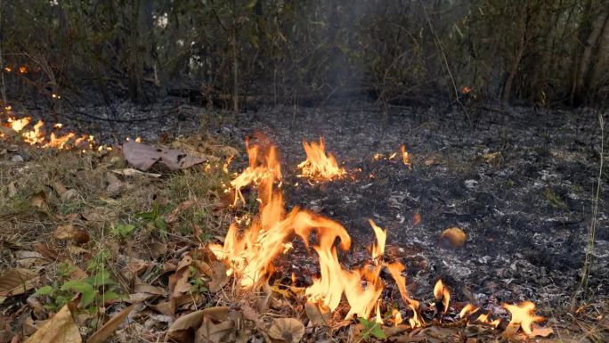烟雾危险:旱季森林中的地面火灾会污染空气，因为火焰会点燃丛林中的草，火势会无限制地蔓延。