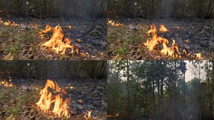 烟雾危险:旱季森林中的地面火灾会污染空气，因为火焰会点燃丛林中的草，火势会无限制地蔓延。