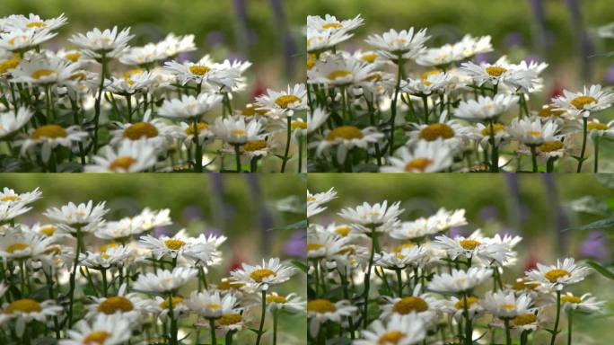花园里有一丛白色的雏菊。夏天的花。园艺。花蕾闭合。洋甘菊花瓣。花的背景