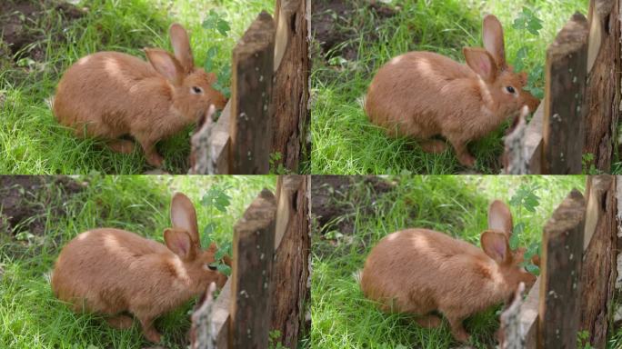 绿草地上有趣的兔子。街上的家兔啃草、啃树皮。