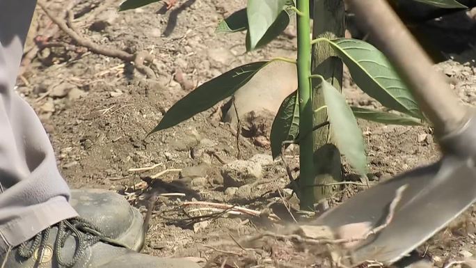 农民种植牛油果树农民牛油