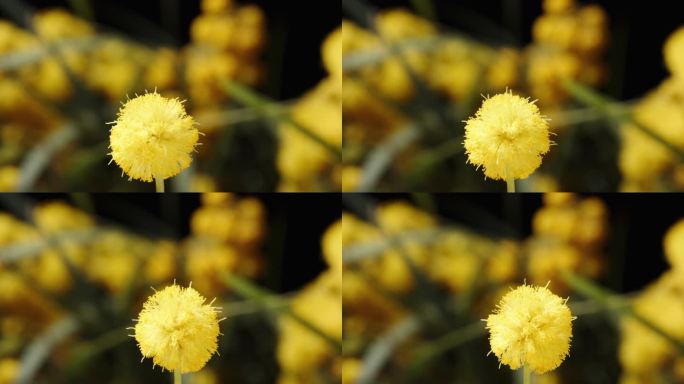 一个小而蓬松的球，含羞草花在其他花的背景下旋转