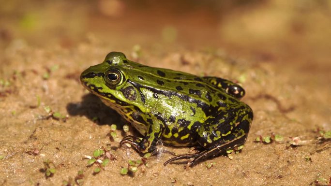 可食蛙(Pelophylax kl. esculentus)是一种普通的欧洲蛙，也被称为普通的水蛙或