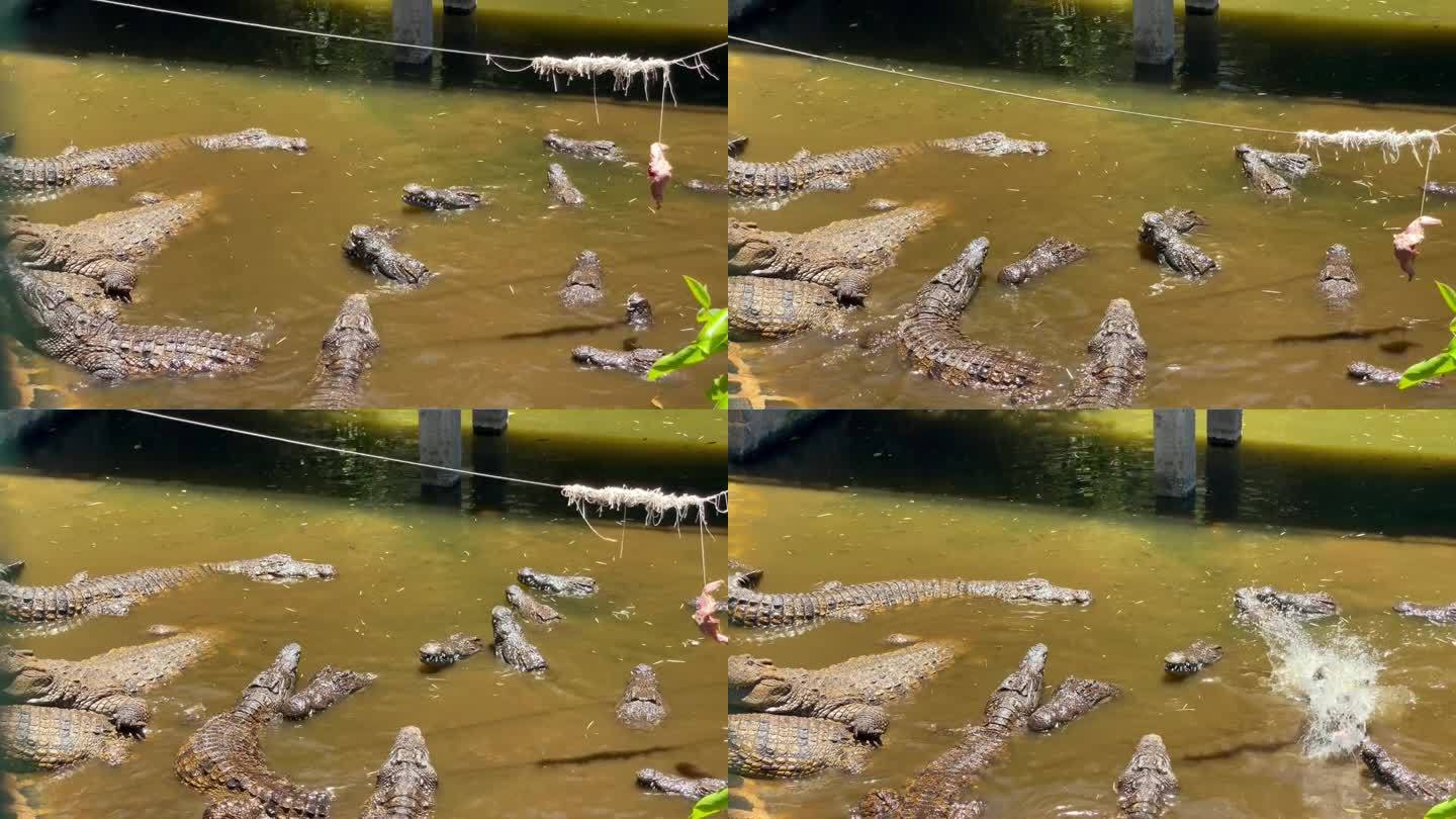 尼罗河鳄鱼咬着嘴抓肉。在拉香草自然公园喂食，毛里求斯4K镜头。