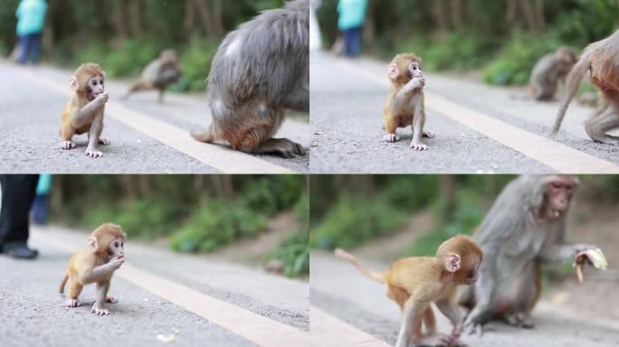 野生猴子肖像母猴与小猴幼崽跟着妈妈野外山