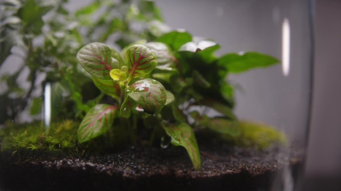 植物花园生长在一个罐子极端特写显示背景