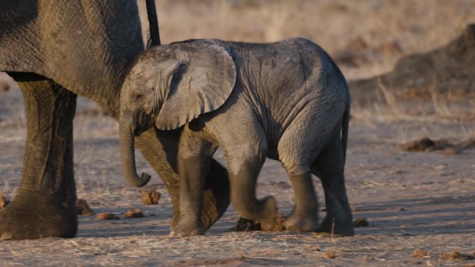 特写镜头。可爱的小象在水坑边靠近它的妈妈