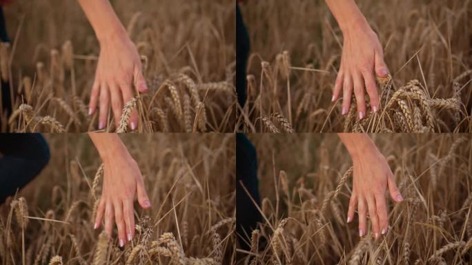 生物生态自然谷物种植中男性农民触摸小麦穗控制品质的电影特写