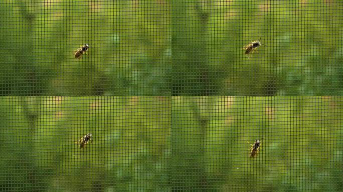 蜜蜂特写，蚊帐上的蜜蜂。有翅膀的昆虫。