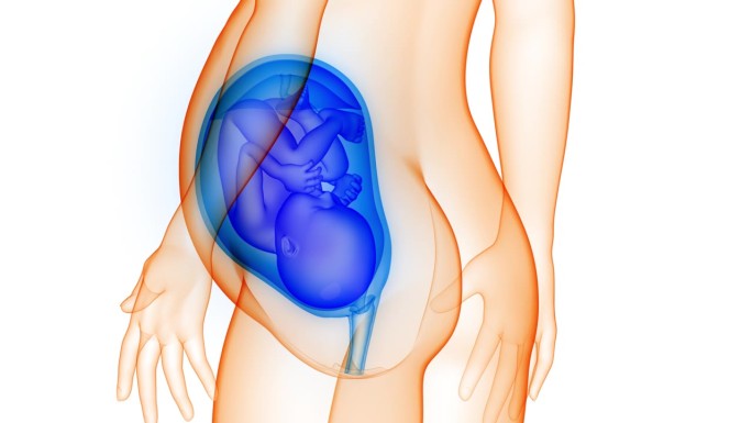 子宫解剖动画概念中的人类胎儿