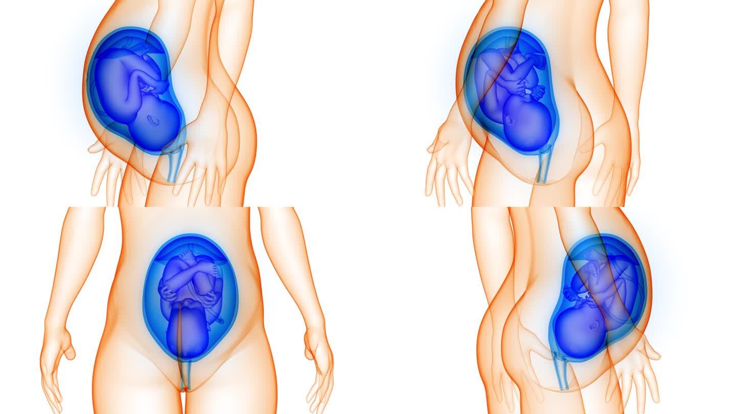 子宫解剖动画概念中的人类胎儿