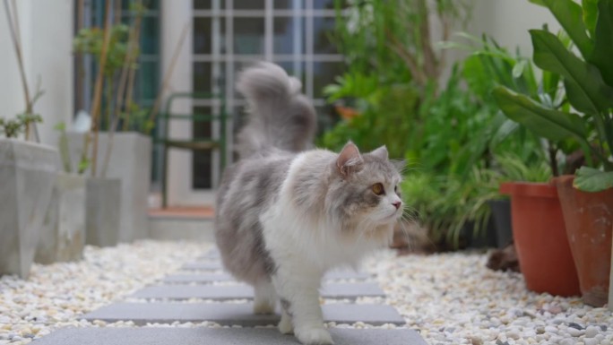 西伯利亚猫在自家花园里休息