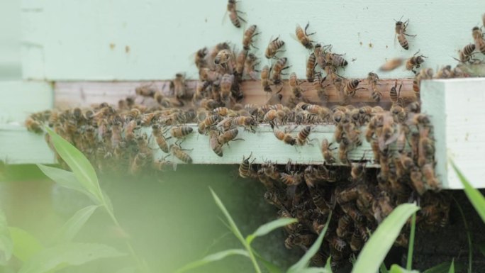 养蜂，弗吉尼亚农副业采蜜