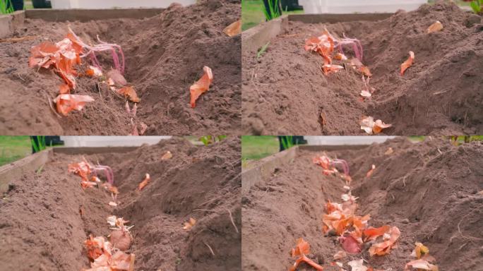 在花园的土壤加深，土豆发芽，洋葱剥皮。流畅的相机运动和马铃薯种植过程