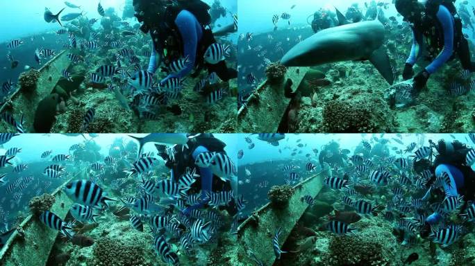 潜水员在海底的条纹鱼群中喂海鳗。