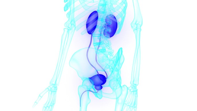 人类泌尿系统肾脏与膀胱解剖动画概念