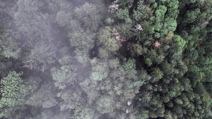 从上到下的鸟瞰图，一个郁郁寡欢的山林的冷杉和云杉树4K