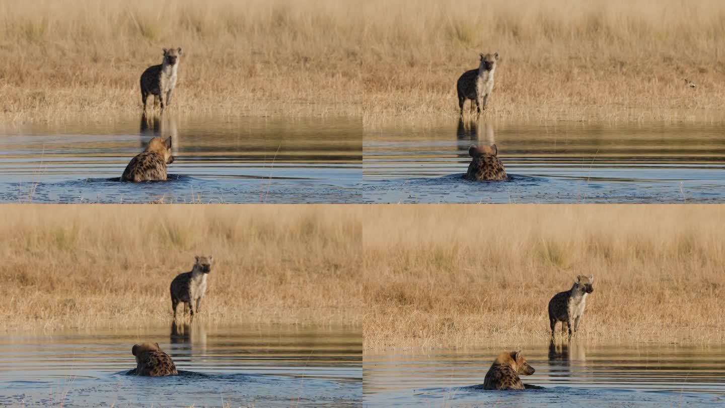 斑点鬣狗在水中行走，而另一只鬣狗在旁边看着