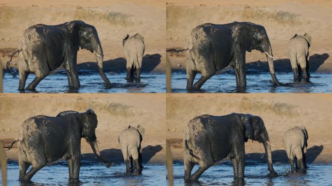 慢镜头特写。大象站在水坑边洗泥浴