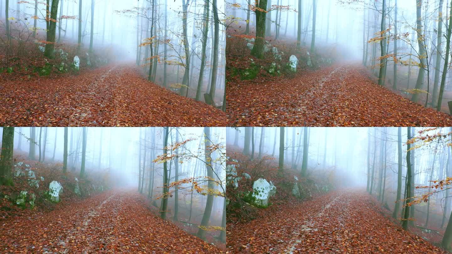 雾蒙蒙的林间小路，秋叶纷飞。