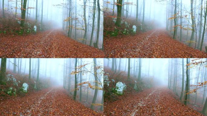 雾蒙蒙的林间小路，秋叶纷飞。
