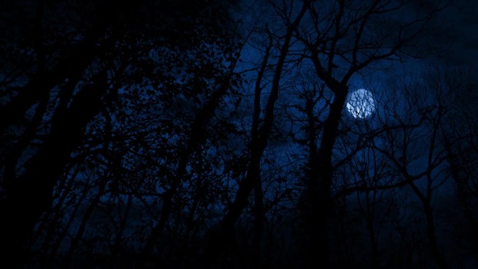 漫步在夜晚的林地，月光笼罩着可怕的场景