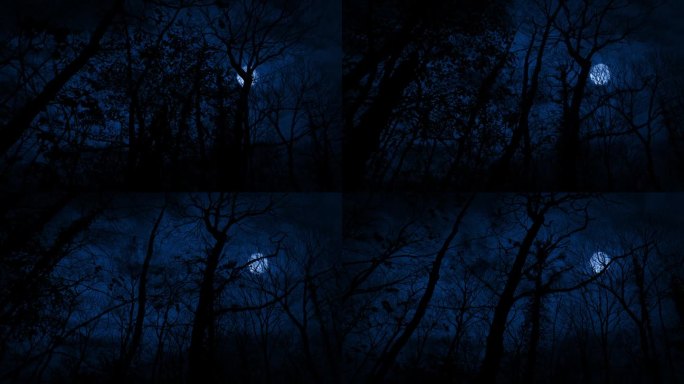 漫步在夜晚的林地，月光笼罩着可怕的场景