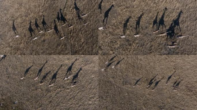 直下高空。一群长颈鹿在奥卡万戈三角洲的草原上奔跑