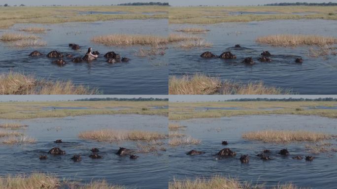 空中特写。一群河马在奥卡万戈三角洲游泳
