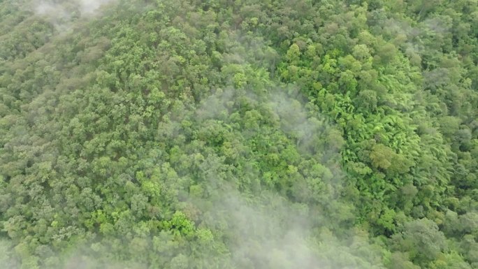 热带雨林山上的雾气，热带森林可以增加空气中的湿度，并从大气中吸收二氧化碳。