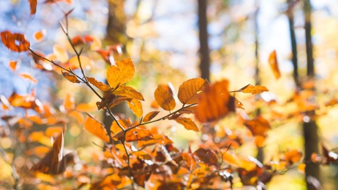 树叶从五颜六色的秋天的树上落下
