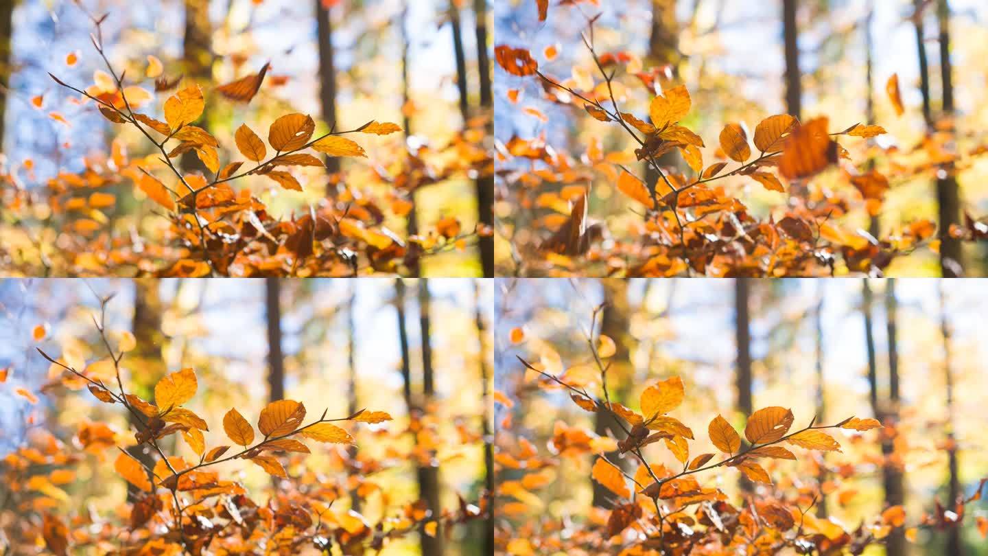 树叶从五颜六色的秋天的树上落下
