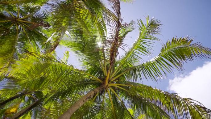 镜头向上看，向前移动，经过一排排椰子树，底部顶部，阳光透过树枝照耀，蓝天，迈阿密，佛罗里达州。