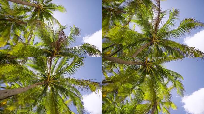 镜头向上看，向前移动，经过一排排椰子树，底部顶部，阳光透过树枝照耀，蓝天，迈阿密，佛罗里达州。