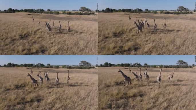 空中特写。一群长颈鹿穿过奥卡万戈三角洲的草原走向摄像机