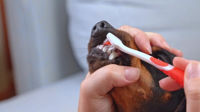 狗用牙刷刷牙。口腔卫生，预防龋齿、牙垢