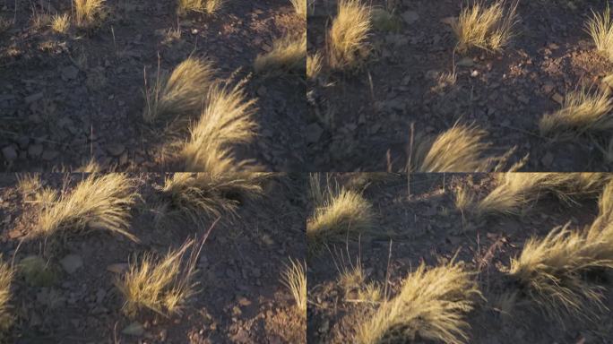 阿根廷，干燥粘土上的一小丛干草