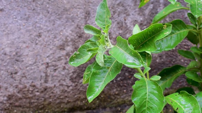 苦参(Ashwagandha)植物叶和果，印度人参草本植物。