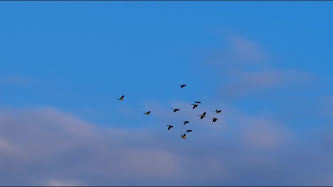 一群绿鹦鹉在夕阳的背景下飞翔。绿色的鹦鹉。候鸟。美丽的天空和云彩。日落。