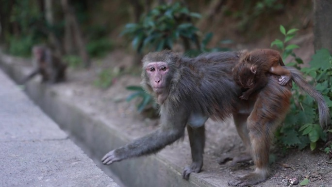 野生猴子肖像野生猴子动物世界生物多样性