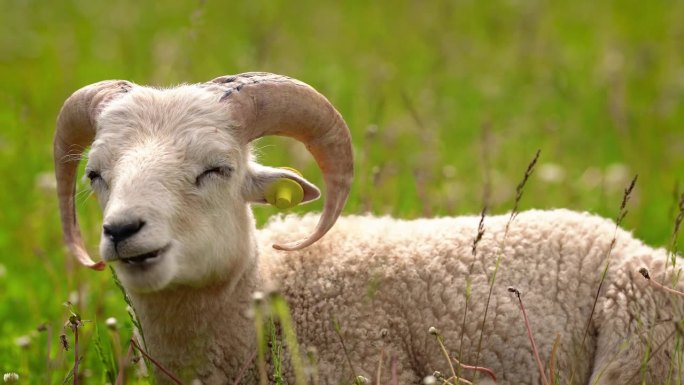 扭角羊(斯洛伐克传统品种-原Valaska)在春天的草地上吃草，半闭着眼睛休息