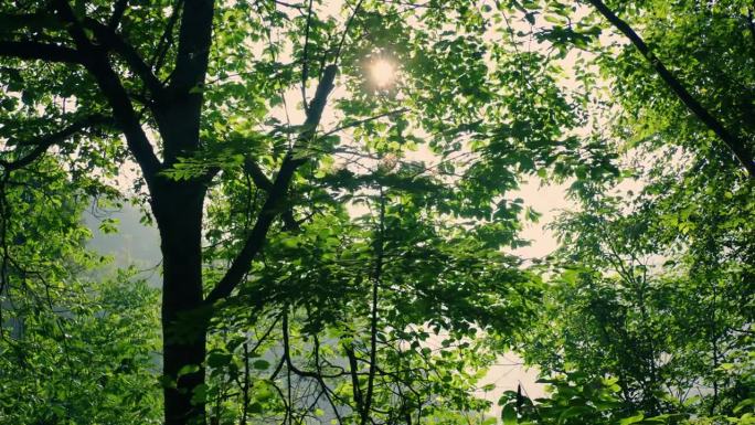 阳光透过绿树阳光透过树林阳光透过森林