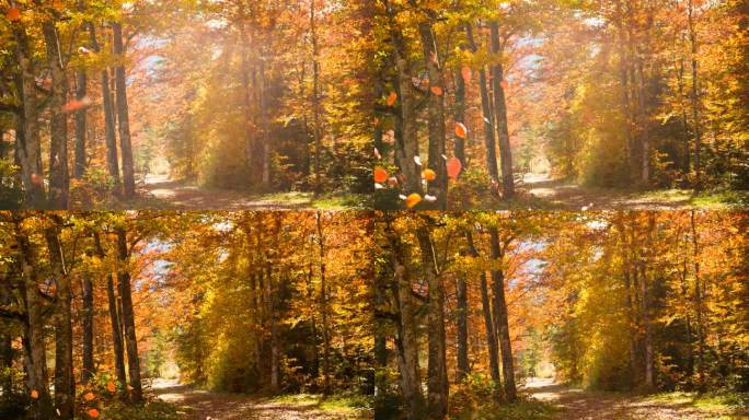 美丽的多彩秋林唯美秋景航拍秋意