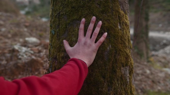 赋予森林生命:为子孙后代留下遗产-人类之手