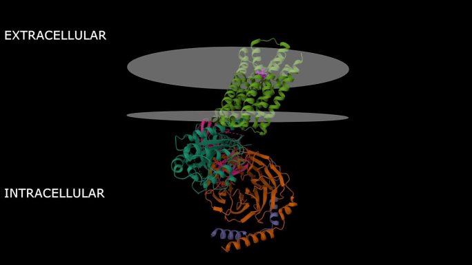 μ -阿片受体的低温电镜结构(浅绿色)-与洛芬太尼结合的Gi蛋白复合物(粉红色)