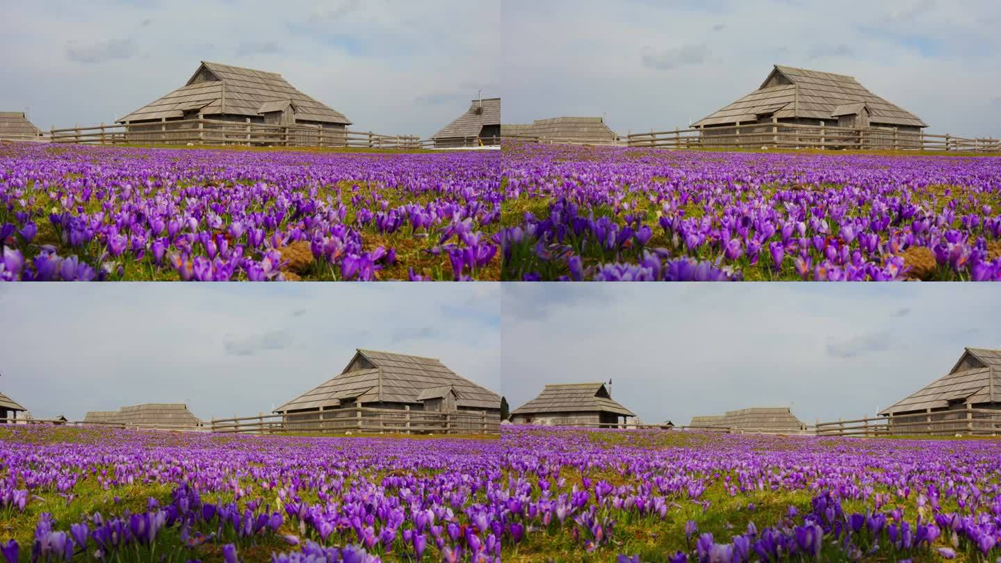 春天，在Velika planina高原上，藏红花、绿草铺成紫色地毯