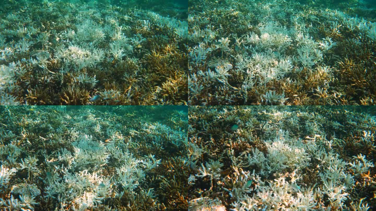 气候变化导致珊瑚白化