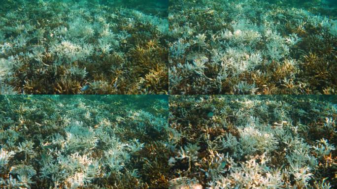 气候变化导致珊瑚白化