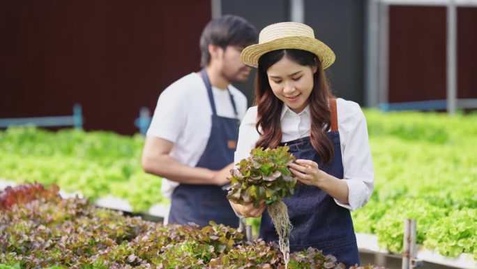 水培蔬菜园主检查蔬菜质量，并监测或记录水培蔬菜的生长情况。温室菜园