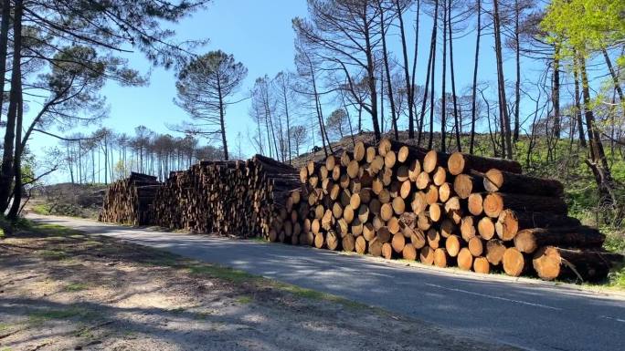 2022年7月森林大火后，拉泰斯特德布赫的一堆砍下来的松树